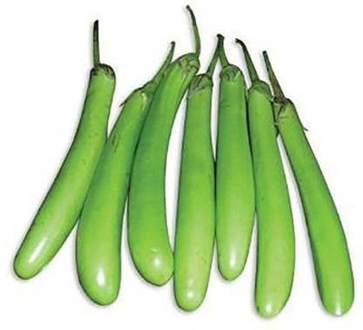 KANAYA Brinjal Green Long Seeds Kitchen Garden Vegetable Seed(60 per packet)