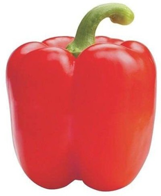 VibeX PAU-11 - Hybrid Red Capsicum - (450 Seeds) Seed(450 per packet)