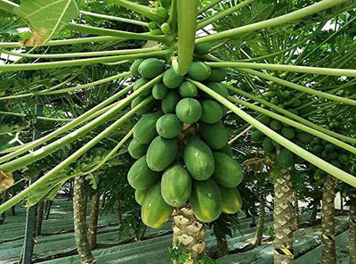 THAMMAR green berry papaya seed hybrid f1 Seed Seed(400 per packet)