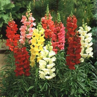 ACCELCROP Antirrhinum/Snapdragon/Dog Flower Dwarf Flower Seed(44 per packet)