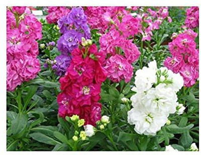 KANAYA Stock Matthiola F1 Hyybrid Flower Seed(10 per packet)