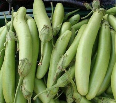 KANAYA Brinjal Green Long Seed(180 per packet)