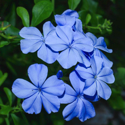 FRESHO leadwort beautiful flower hybrid seeds 1-packet Seed(70 per packet)