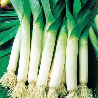 KANAYA Leek (Hybrid) Seed(115 per packet)