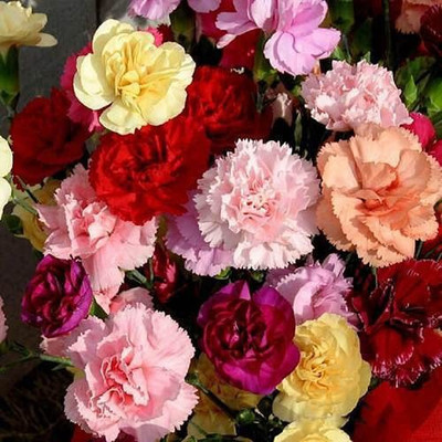 Aywal Carnation Double Mix Flower seeds Seed(70 per packet)