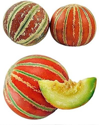 VibeX VXI-36 - Open Pollinated Musk Melon - (150 Seeds) Seed(150 per packet)