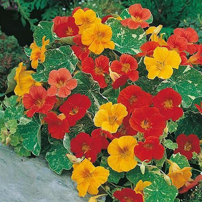 Aywal Nasturtium Dwarf Single Mixed Flower Seed(37 per packet)