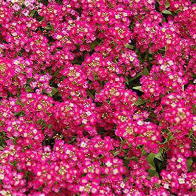ACCELCROP Alyssum F1 Hybrid Flower Seed(50 per packet)