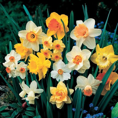 FERNSFLY® IMP. Daffodil Aromatic Flower Bulbs Winter Flower Home Pot Land Gardening Bulbs planting (Pack of 10 Blend Daffodil) Seed(10 per packet)