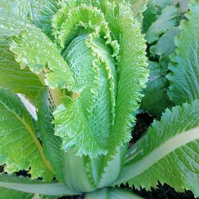 Aywal High Germination Chinese Cabbage Seed(130 per packet)