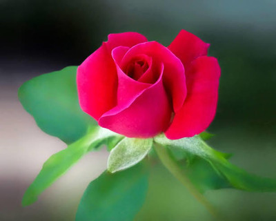 Foscos Red rose beautiful flower hybrid seeds Seed(100 per packet)