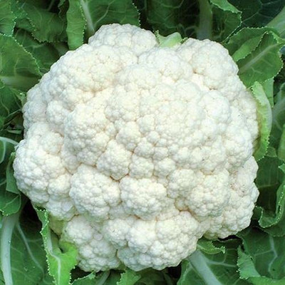 CYBEXIS VXI-53 - Phool Gobhi Vegetable - (150 Seeds) Seed(150 per packet)