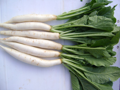 PRADHAM SEEDS Radish Palak Patta Seed(5 g)
