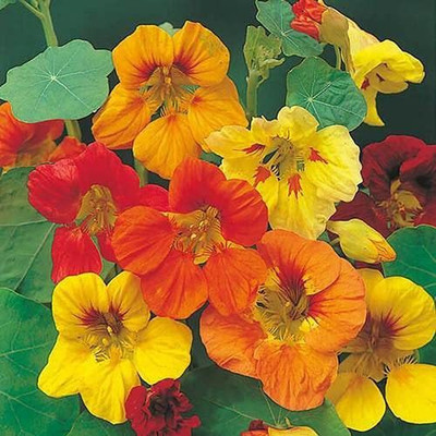 Aywal Nasturtium Double Mix Flower Seed(19 per packet)