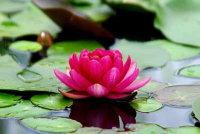 SONIRO lotus beautiful flower hybrid seeds 1-packet Seed(70 per packet)