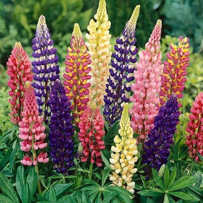Aywal Lupin Pixie Dwarft Mixed Flower Seed(70 per packet)