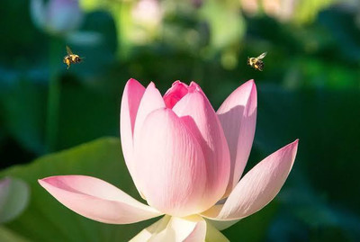 FRESHO lotus beautiful flower hybrid seeds 1-packet Seed(70 per packet)
