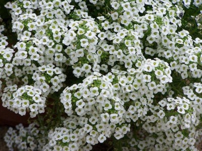 syed garden Alyssum Snow Crystals seed, pack of 50 seed Seed(50 per packet)