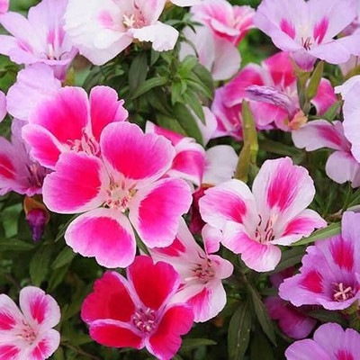 Aywal Clarkia F1 Hybrid Flower Seed(70 per packet)