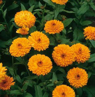 syed garden Calendula offcinalis Calypso Series seed, pack of 50 seed Seed(50 per packet)