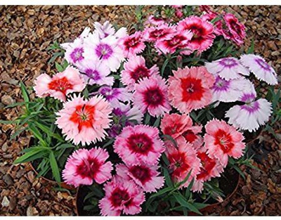 syed garden Dianthus Ideal Select Mixed seed, pack of 50 seed Seed(50 per packet)