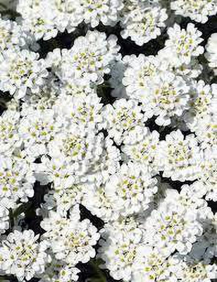 syed garden CandytuG Candycane Formulae Series seed, pack of 50 seed Seed(50 per packet)