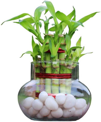 Akshzen Two Layer Bamboo Plant(Pack of 1)