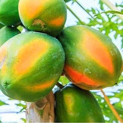 MKR Enterprises Papaya Seed(100 per packet)