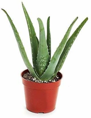 GreenHorizon Aloe Vera Plant(Hybrid, Pack of 1)