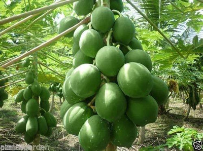 ALWAYSWE Papaya Seed(75 per packet)