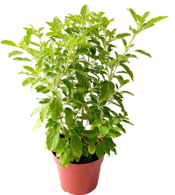 My Dream Nursery Tulsi Plant(Hybrid, Pack of 1)