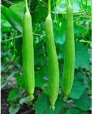 MKR Enterprises Spong Gourd Seed(50 per packet)
