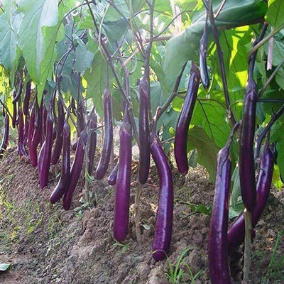 MKR Enterprises Bengan Seed(100 per packet)