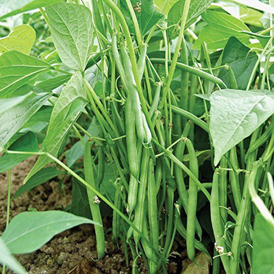 DIVINE BEANS Seed(50 per packet)
