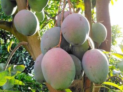 PLANTSNSEED Mango Plant(Hybrid, Pack of 1)