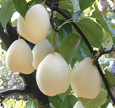 GreenyOn Pear Plant(Hybrid, Pack of 1)