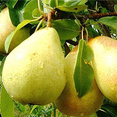 Greenery Nursery Pear Plant(Hybrid, Pack of 1)