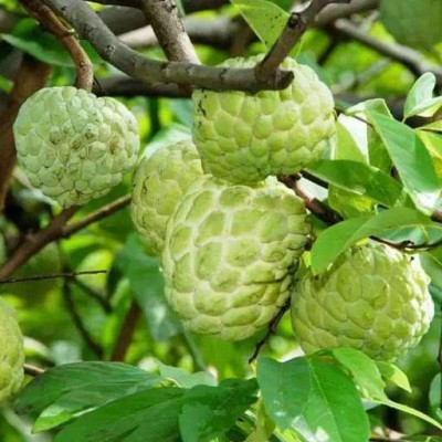 GreenyOn Custard Apple Plant(Hybrid, Pack of 1)