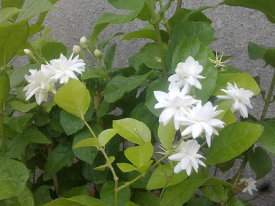 Fulmala Nursery Jasmine Plant(Hybrid, Pack of 1)
