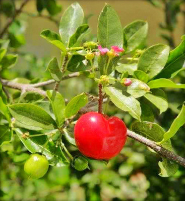 Ukanda Cherry Fruit Plant(Hybrid, Pack of 1)
