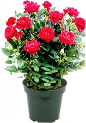 Heaven Of Saplings Rose Plant(Hybrid, Pack of 1)