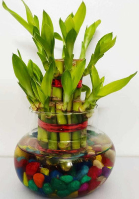 minatigreenhouse Two Layer Bamboo Plant(Hybrid, Pack of 1)
