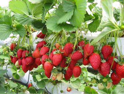 Samarthgreens Strawberry Plant(Hybrid, Pack of 1)