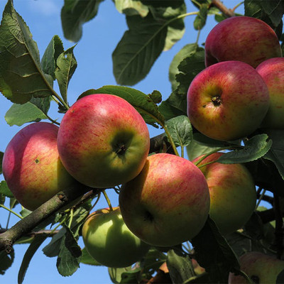Paudha Apple fruit Seed(10 per packet)