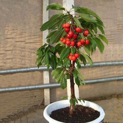 GreenyOn Cherry Fruit Plant(Hybrid, Pack of 1)