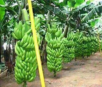 FSK Banana Plant(Hybrid, Pack of 1)
