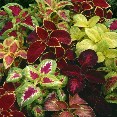 Paudha Exotic Coleus Rainbow Mix Seed(67 per packet)