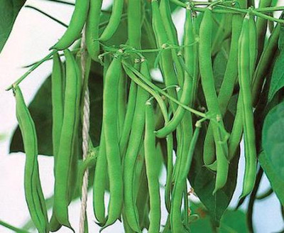 PRADHAM SEEDS FRENCH BEAN NZ Seed(100 g)
