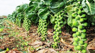 XOLDA Brussel sprouts Seed(28 per packet)