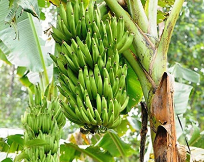 ROYAL NURSERY Banana Plant(Hybrid, Pack of 1)